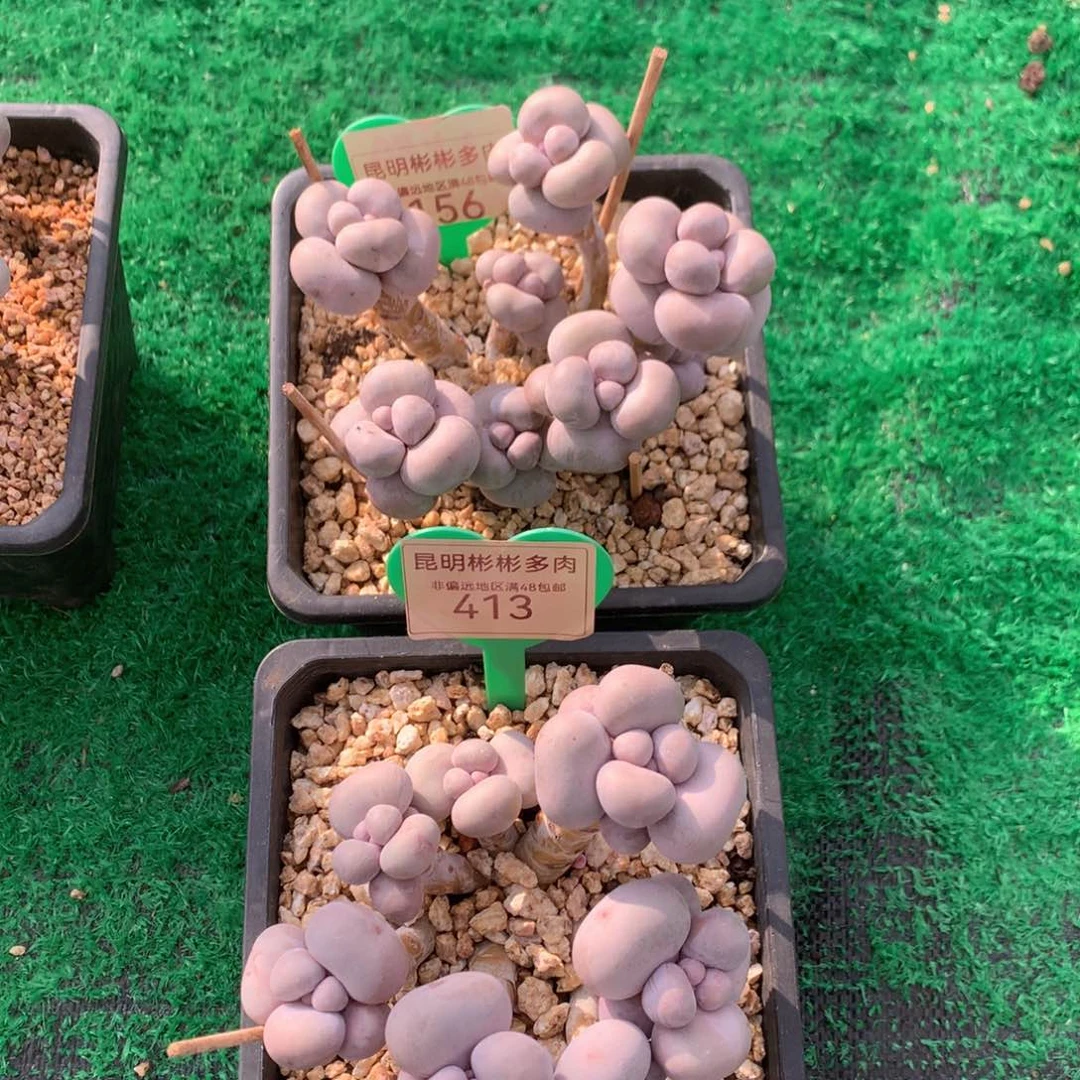 果*?烟美人2颗拼156-413