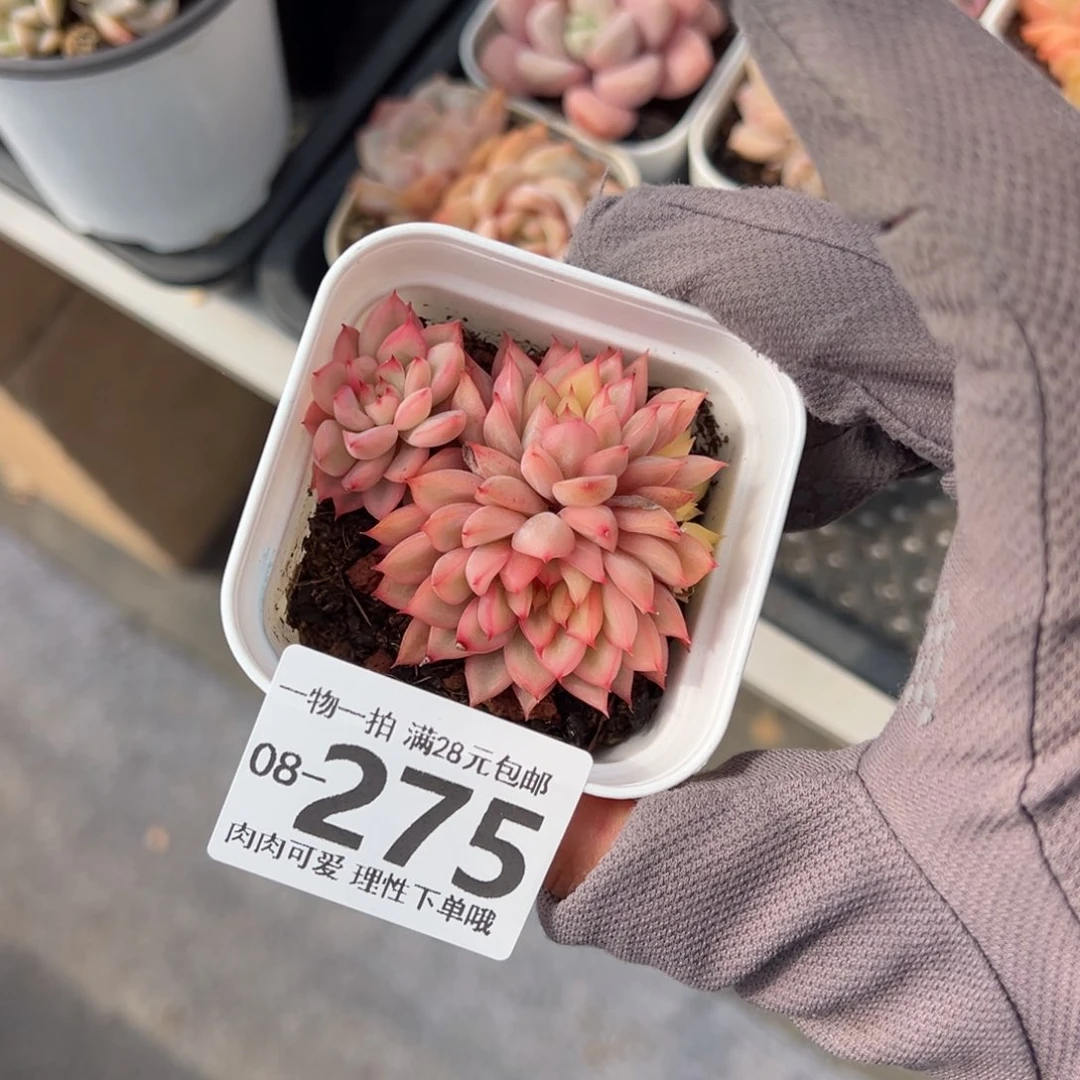 女雏锦多肉多肉多肉多