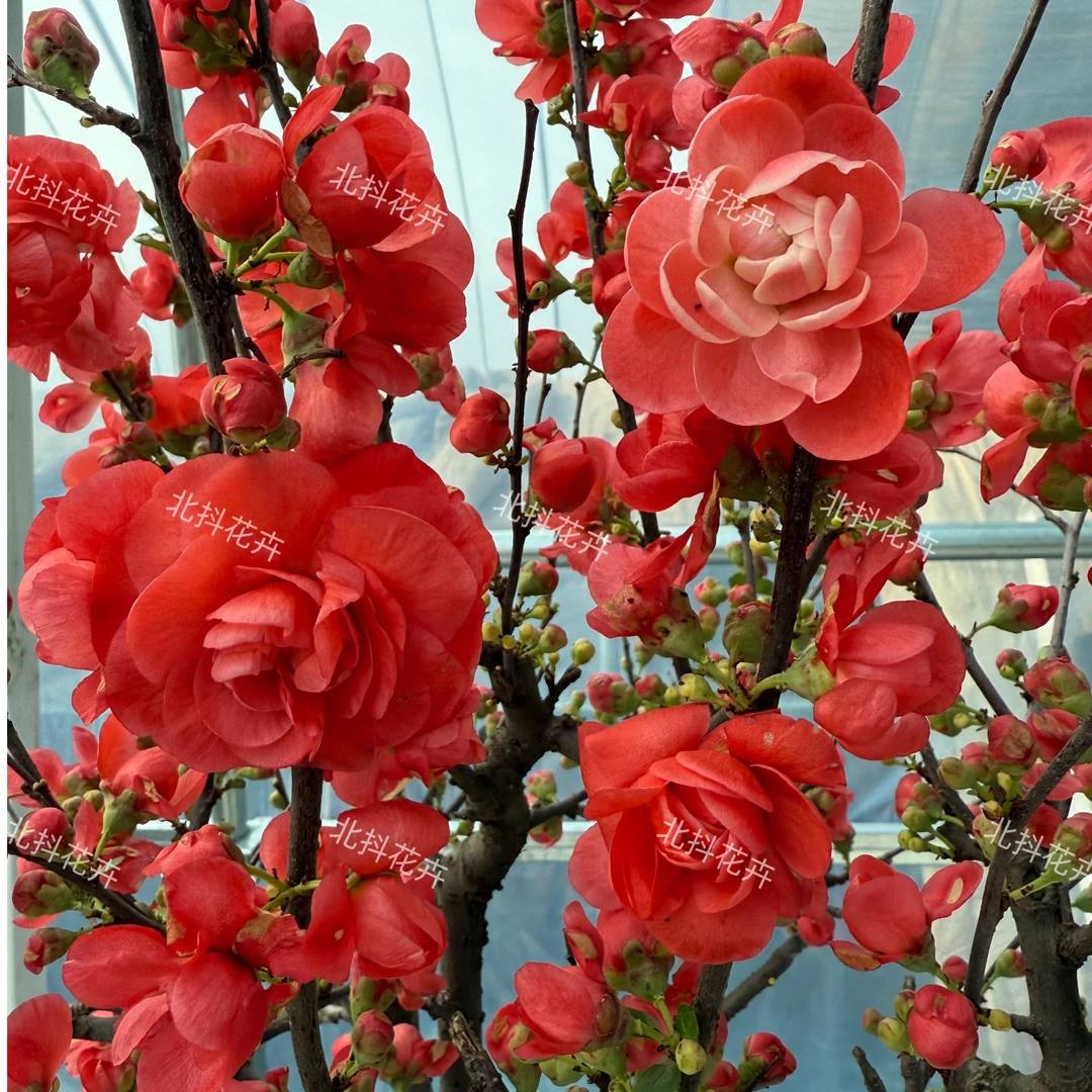 稀少品种【红粉佳人海棠】好品种10年老桩盆景带花芽年宵花卉耐寒