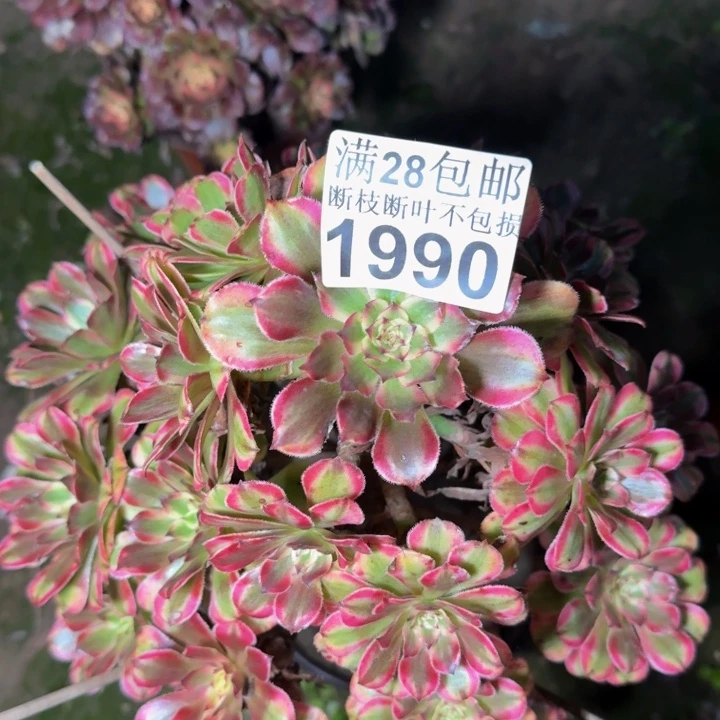 1990粉钻多肉植物