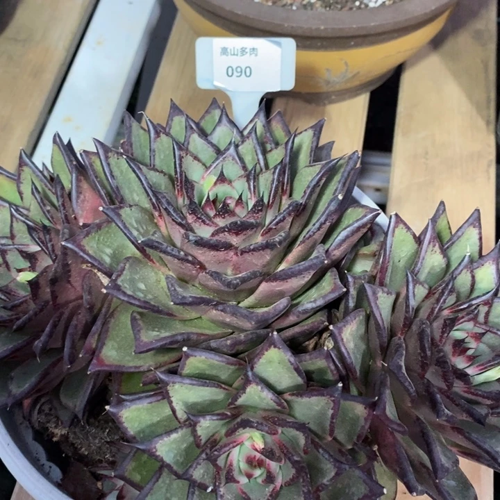 D090- 直播福利 乌木群生