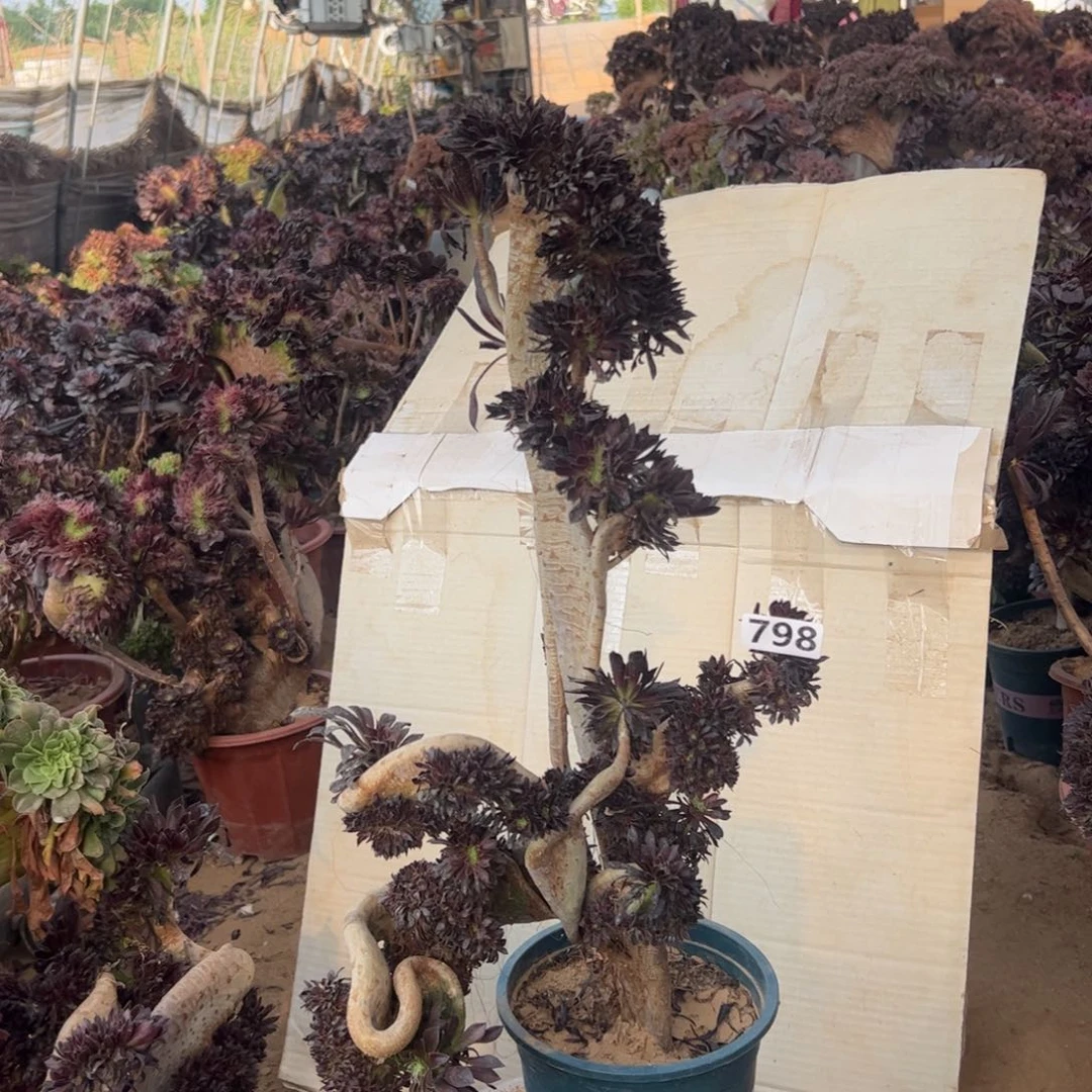 童*L有伤黑缀798高50