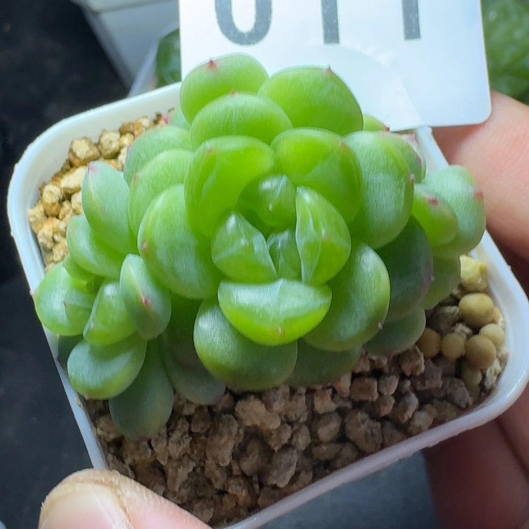 绿意时光群生全绿体            精美多肉植物