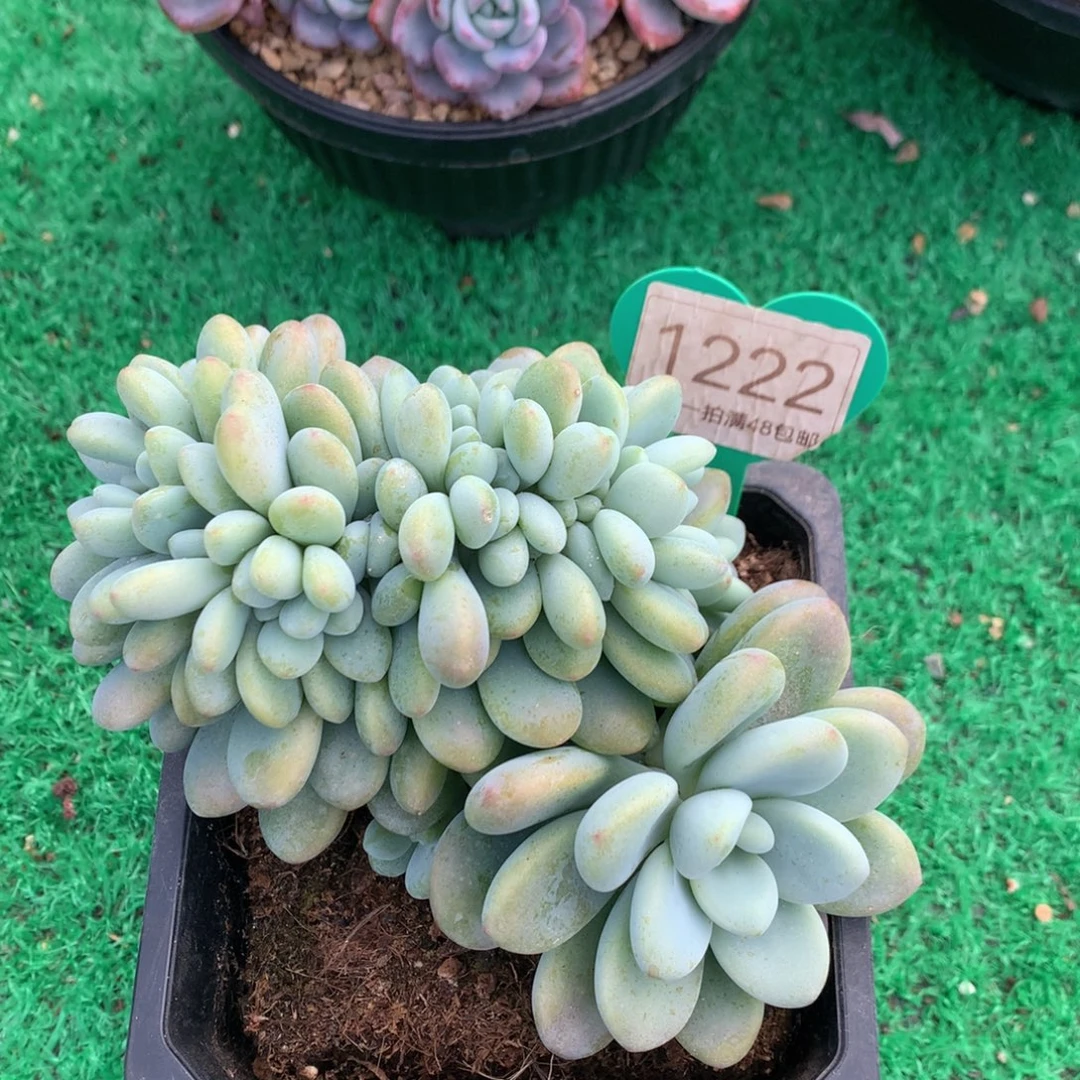 洛神缀化一物一拍1222