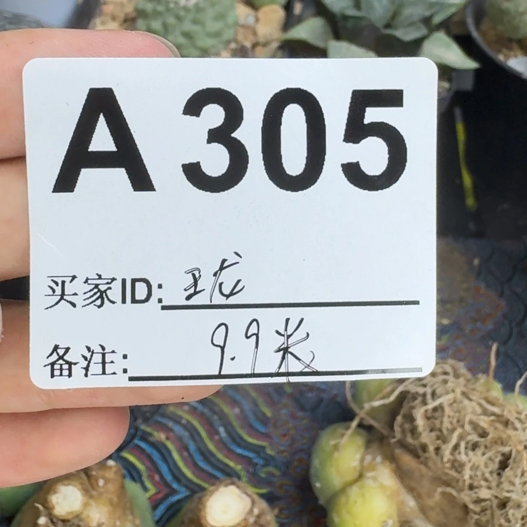 玉***君实生实生仙人球仙人球