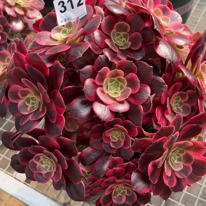 简**丹312凤冠30厘米左右