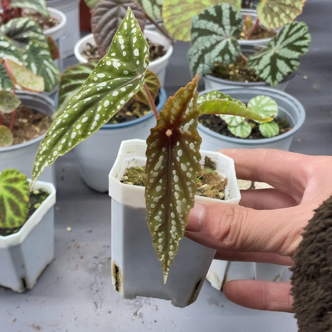 完全开放不退斑双尖