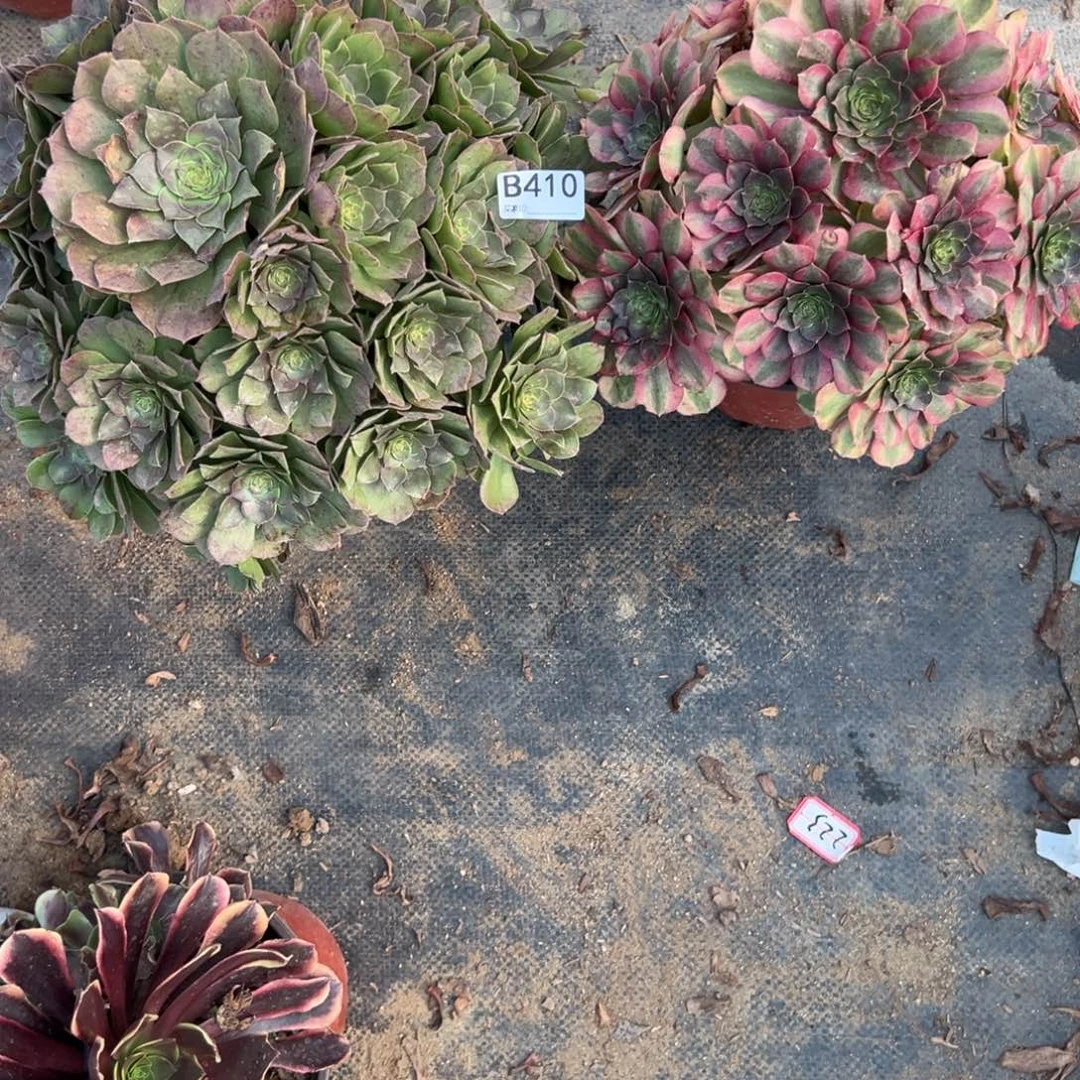 410两颗组合多肉植物法师