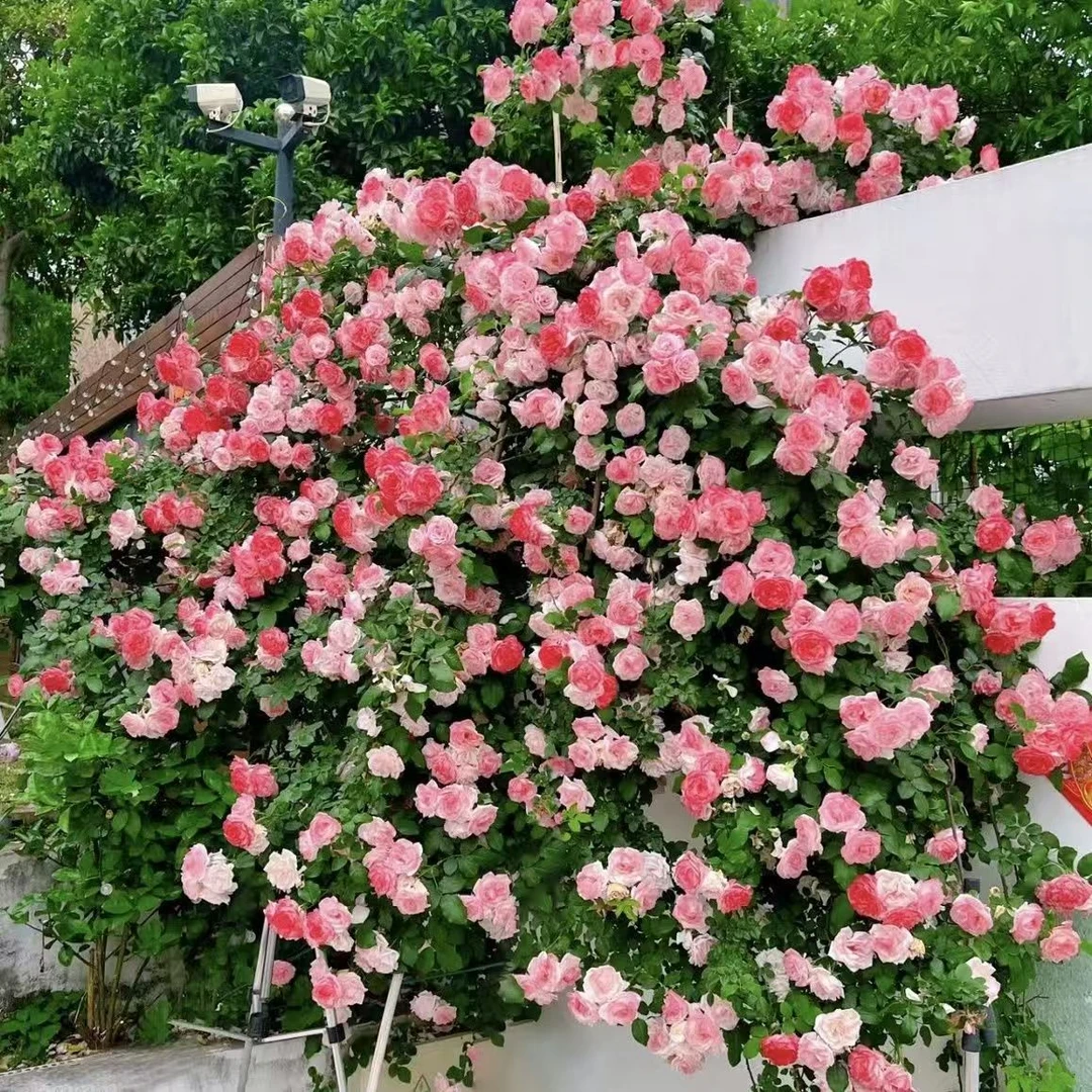[樱霞]月季藤本花卉蔷薇花苗带花苞多季开花大苗拱门栅栏爬藤