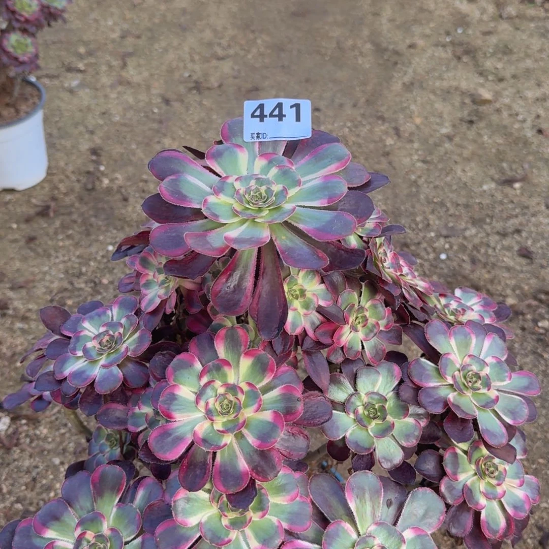 441丽娜多肉植物