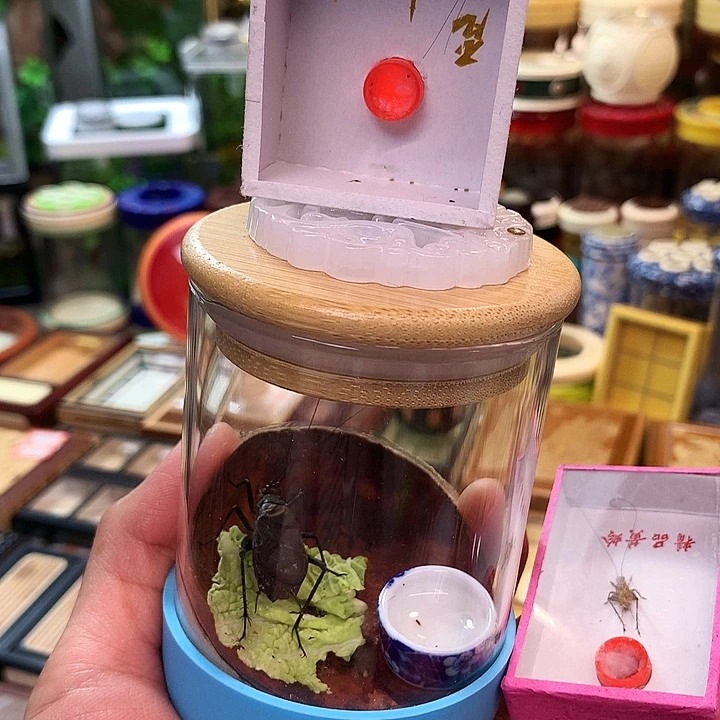 伟***刺一只大黄一只柬埔寨一套麒麟套
