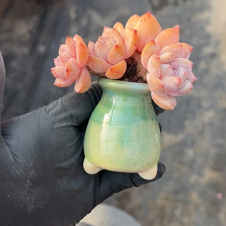 3032，四头飘枝星影带盆发的