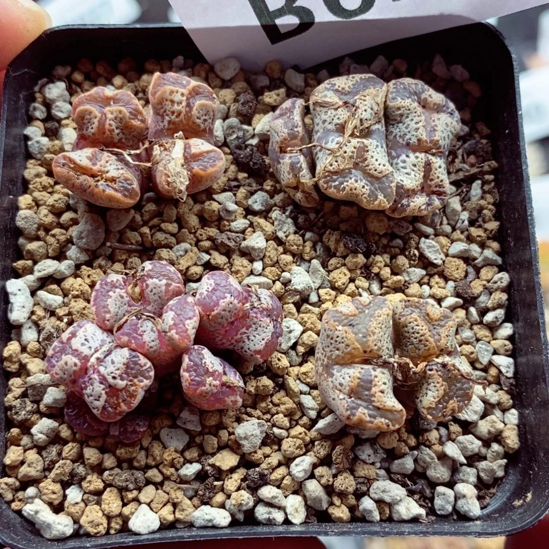 我的小姐姐们都是657