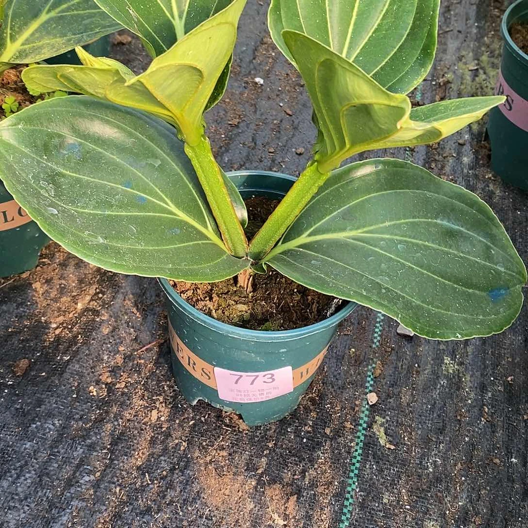 地***者木本花卉773