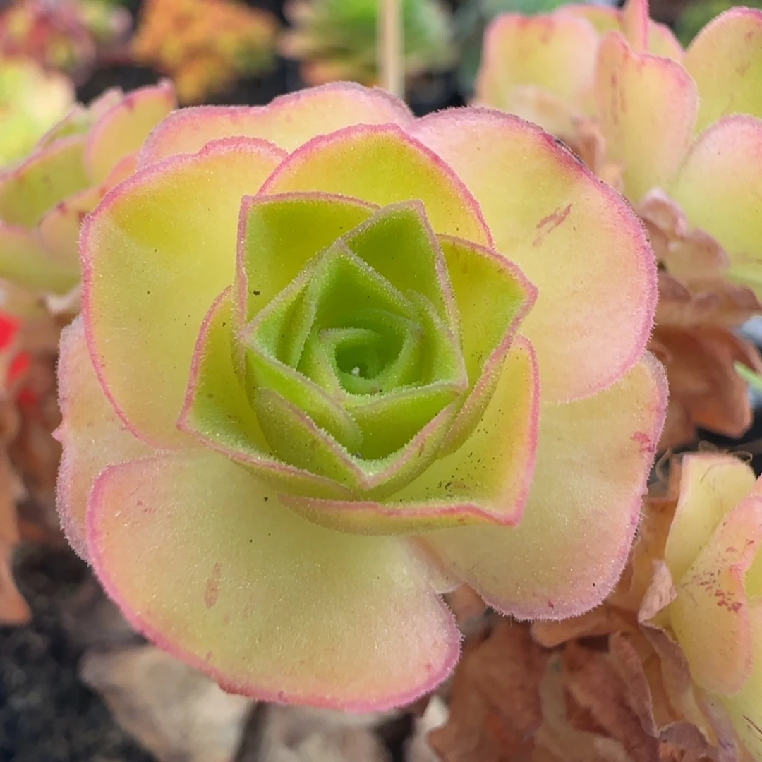 L742半城玫瑰画心侧芽一个