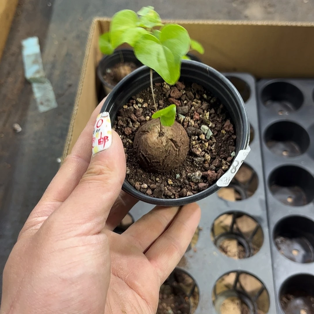 明*。6289一物一拍单头发货有根