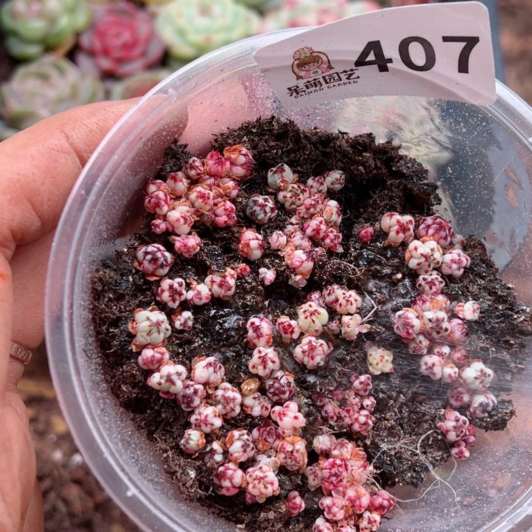 多肉植物多肉植物