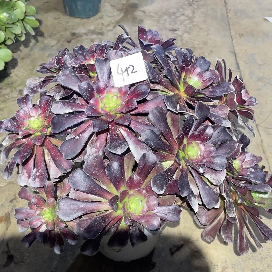 452法师植物花纳