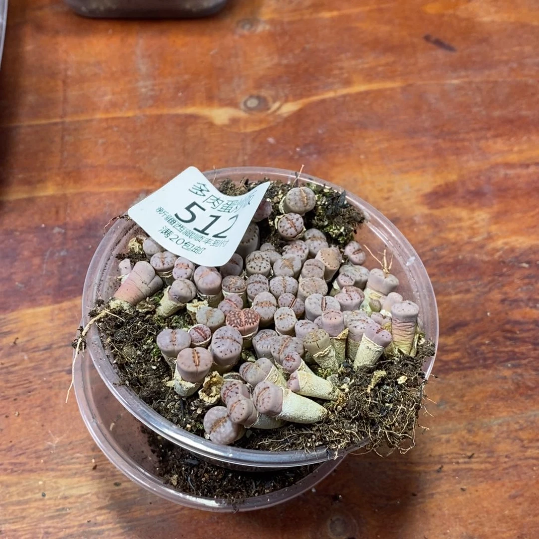 月***记多肉蛋炒饭，感谢您相伴512