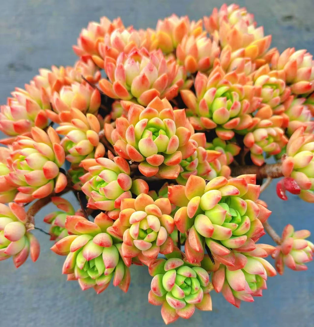 ［老桩精品马库斯］推荐 超好养耐寒耐热 脱土发   好运来多肉植物