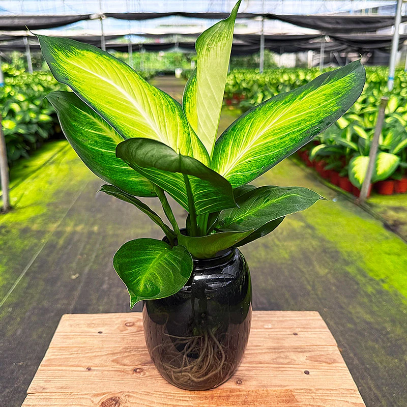 玛丽安粉黛万年青水培植物40 - 50cm办公室桌面清新绿植