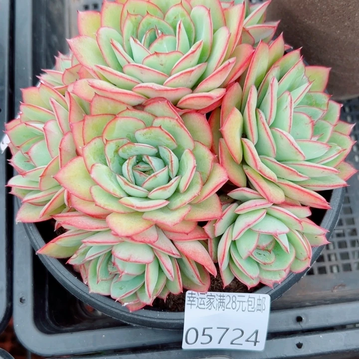 幸运的是我还没遇到过幸运