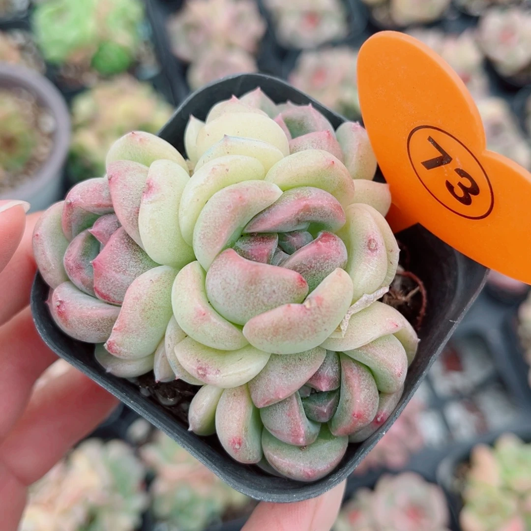 73号小老桩珍妮群
