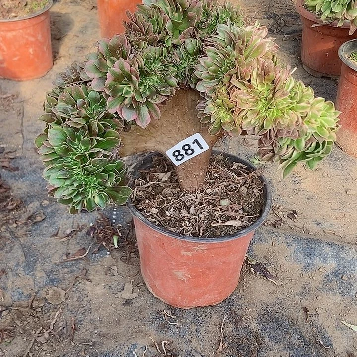 881香妃缀化老板子