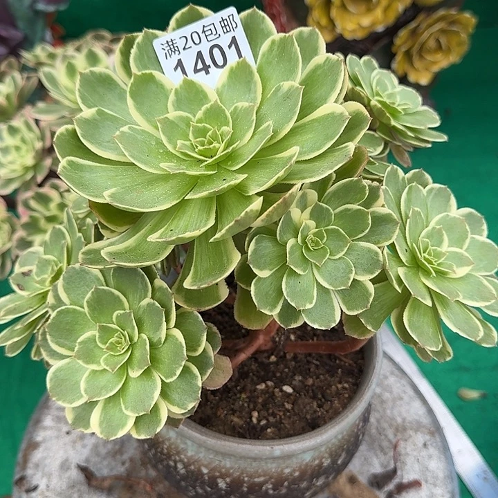 1401粉花袄多肉法师