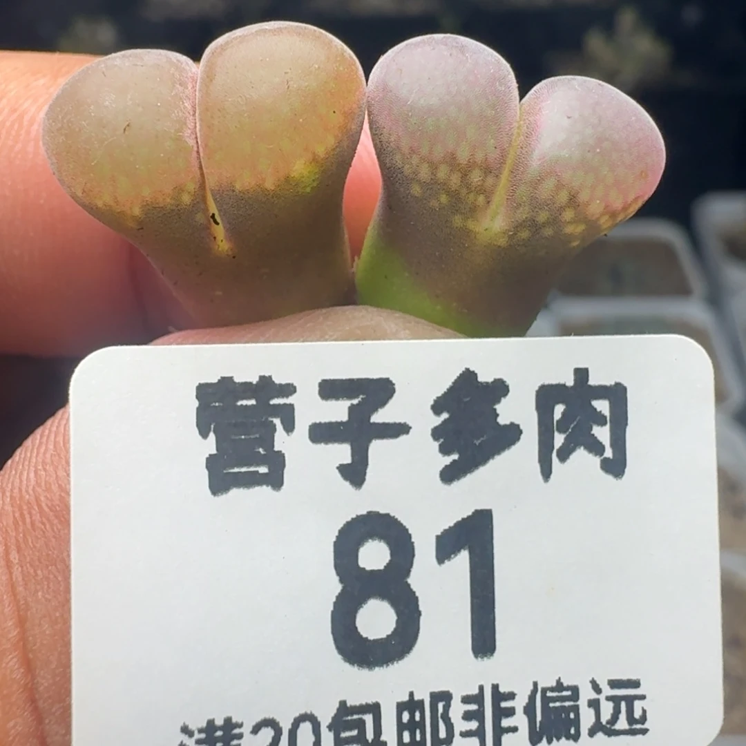 风铃玉两颗。