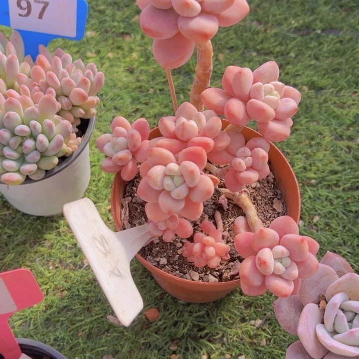 健健康康平平安安