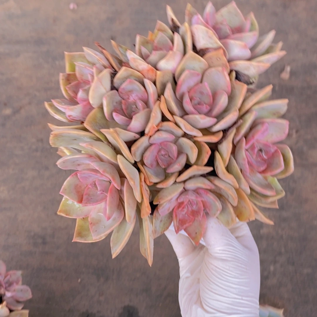 149中国初恋一物一拍