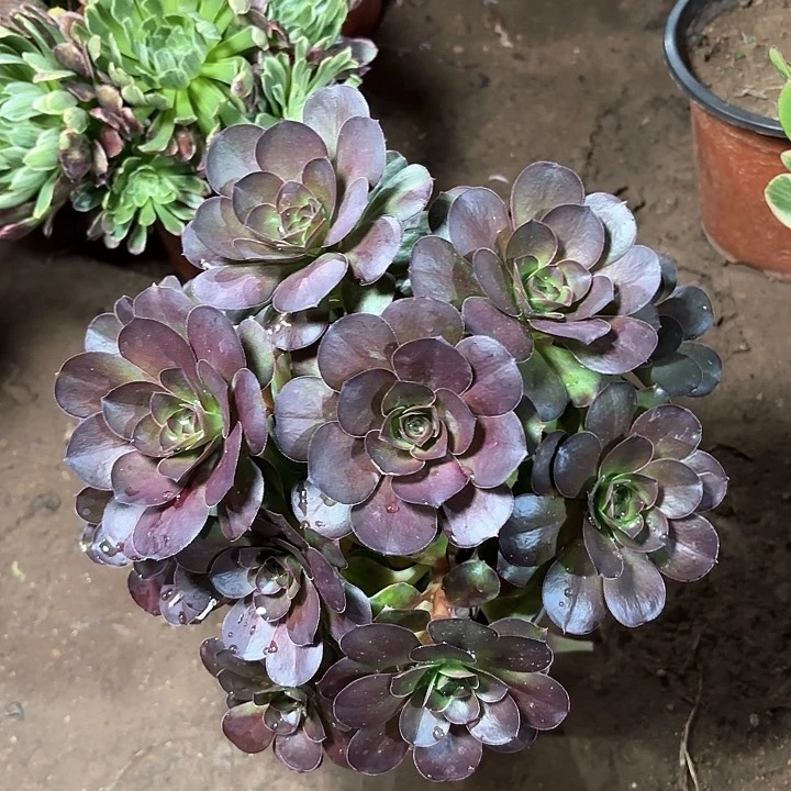 多肉植物法师魅金玫瑰60