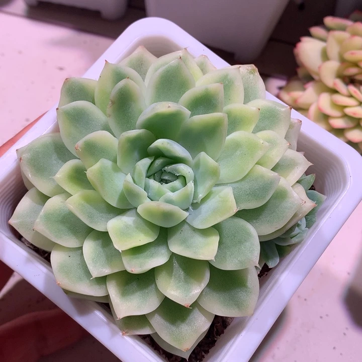 麦秆腹轮锦有侧芽