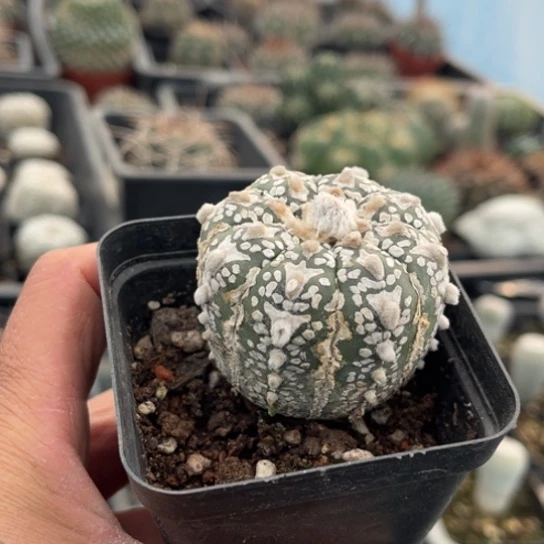 当前无花栽培后可以开花实生瑕疵V兜
