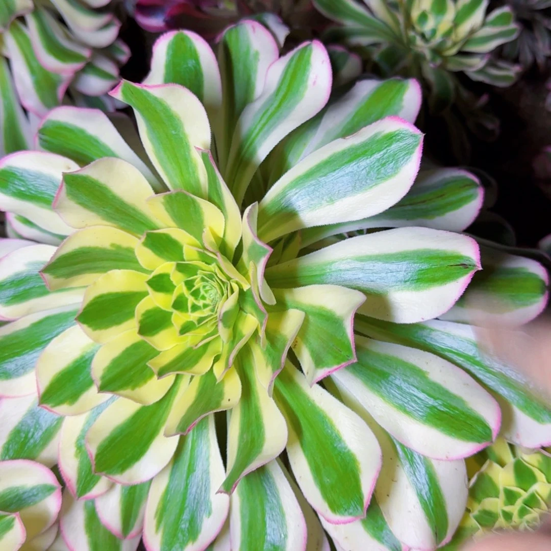 超大绿珀法师满20包邮