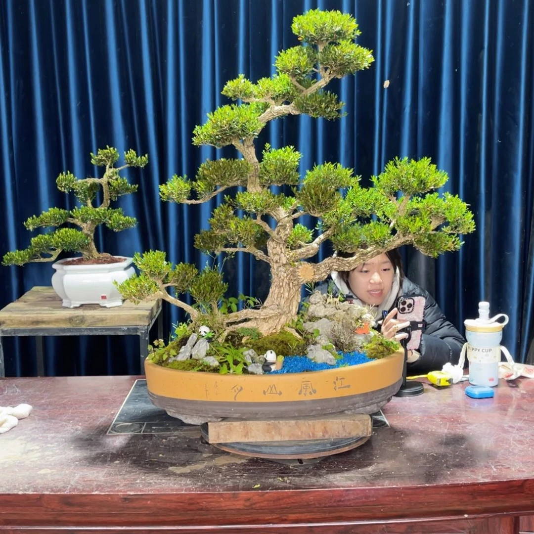 黄杨盆景老桩四季常青