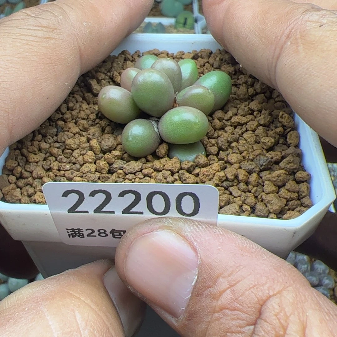 ?*?大家过年好22000