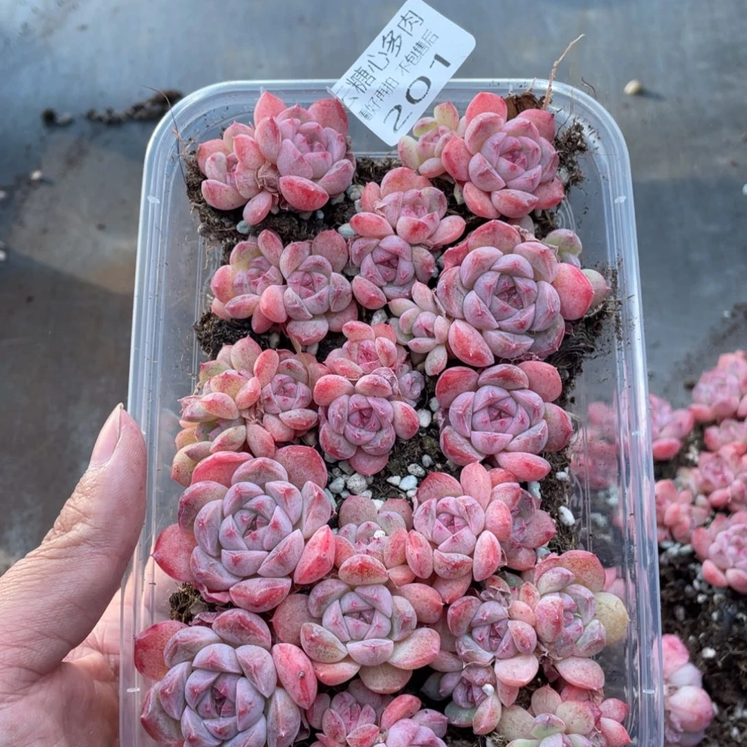 云糖心多肉植物201