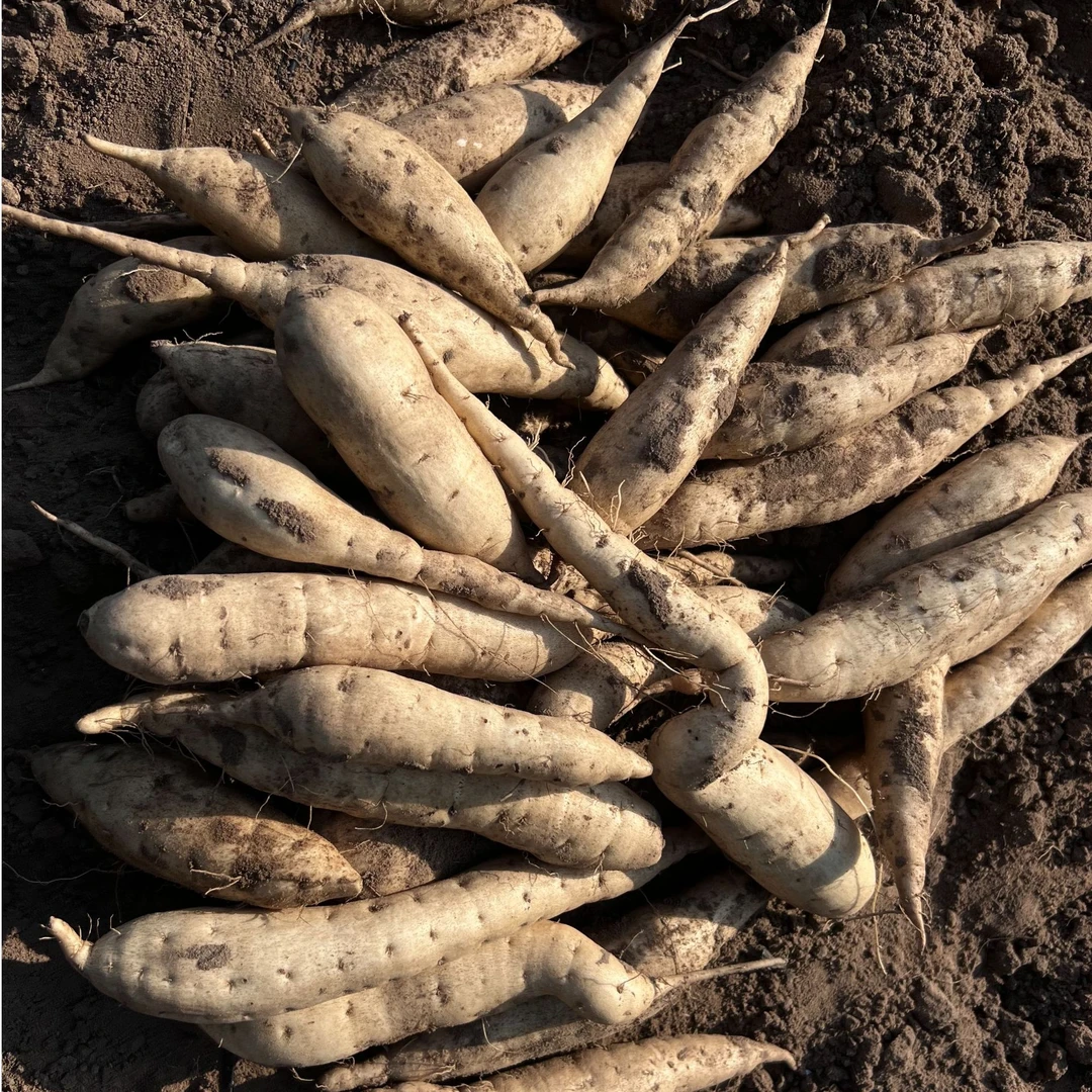 林海沙地人参薯 新鲜现挖白皮心 粉糯香甜板栗味 营养饱腹牛奶薯