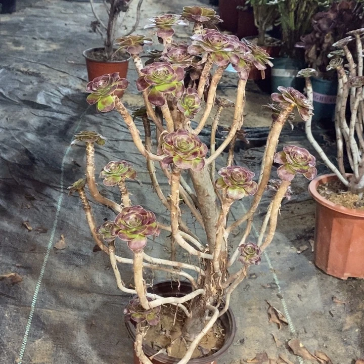 圆叶多肉植物044