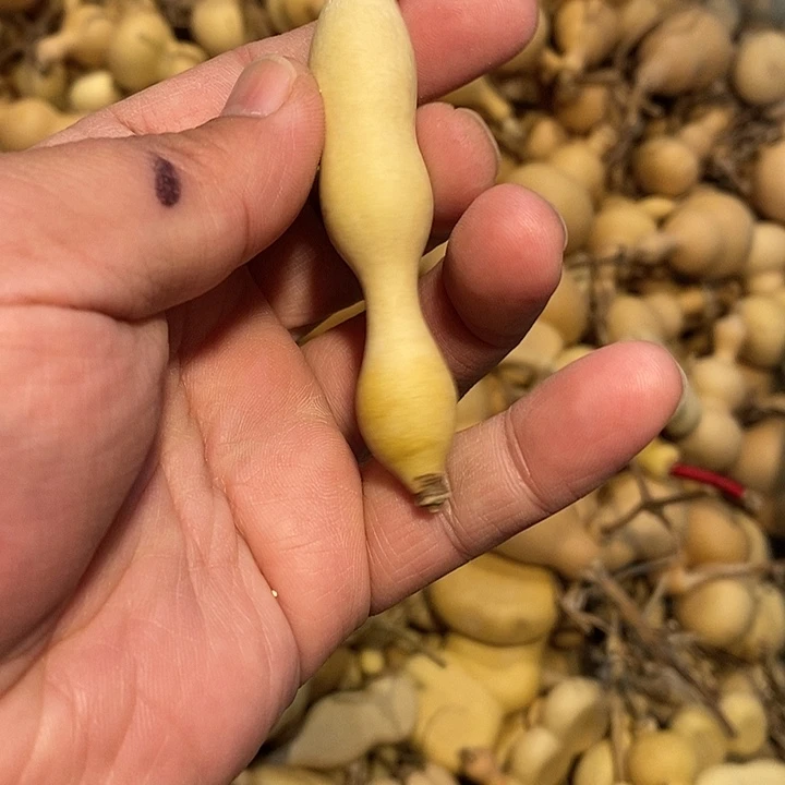 两***子精品葫芦手把葫芦53