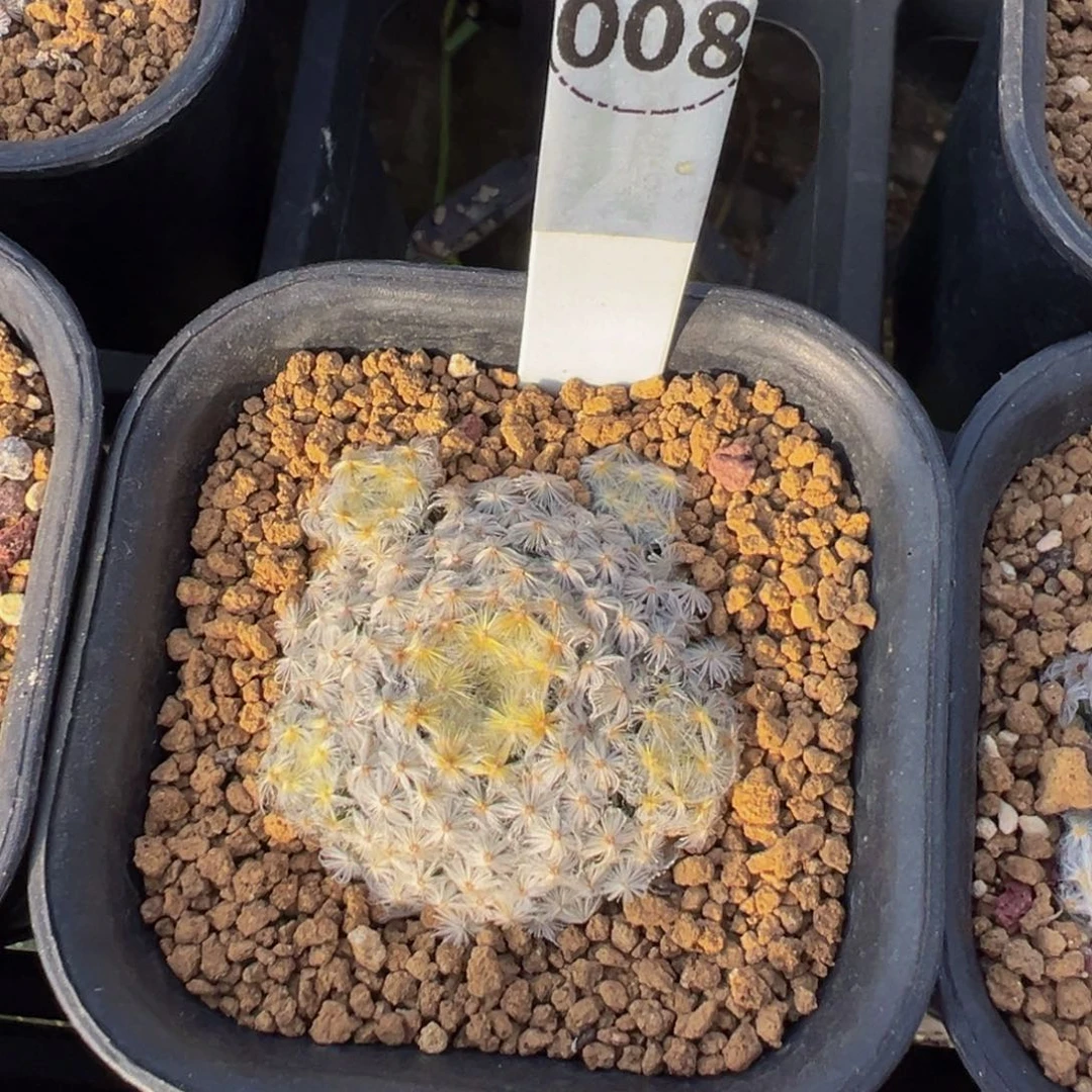 008实生根白明星多肉植物带盆土