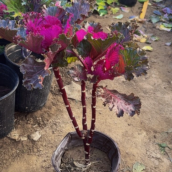 亮叶水晶三个头发货