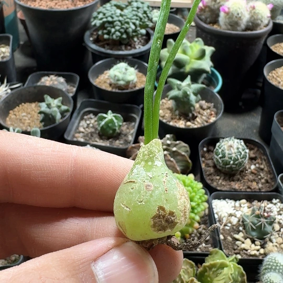 497大苍角殿脱土发货