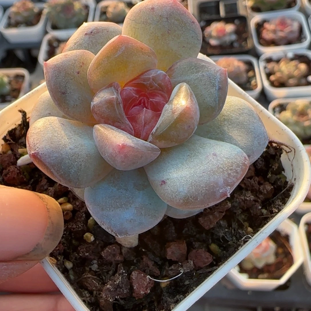 小卡拉米糖心一物一拍