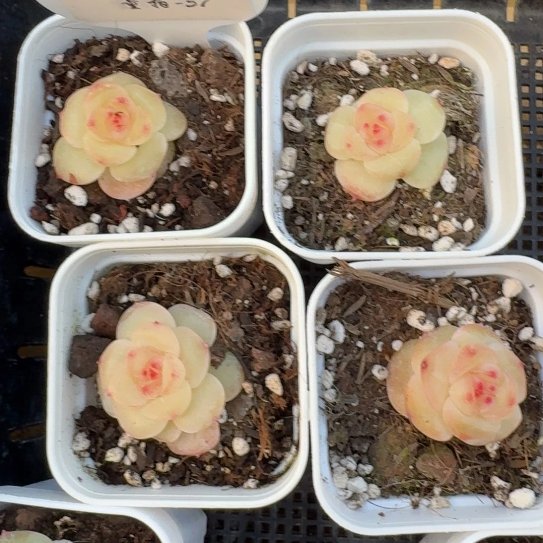 1206-57-大白兔单头量拍