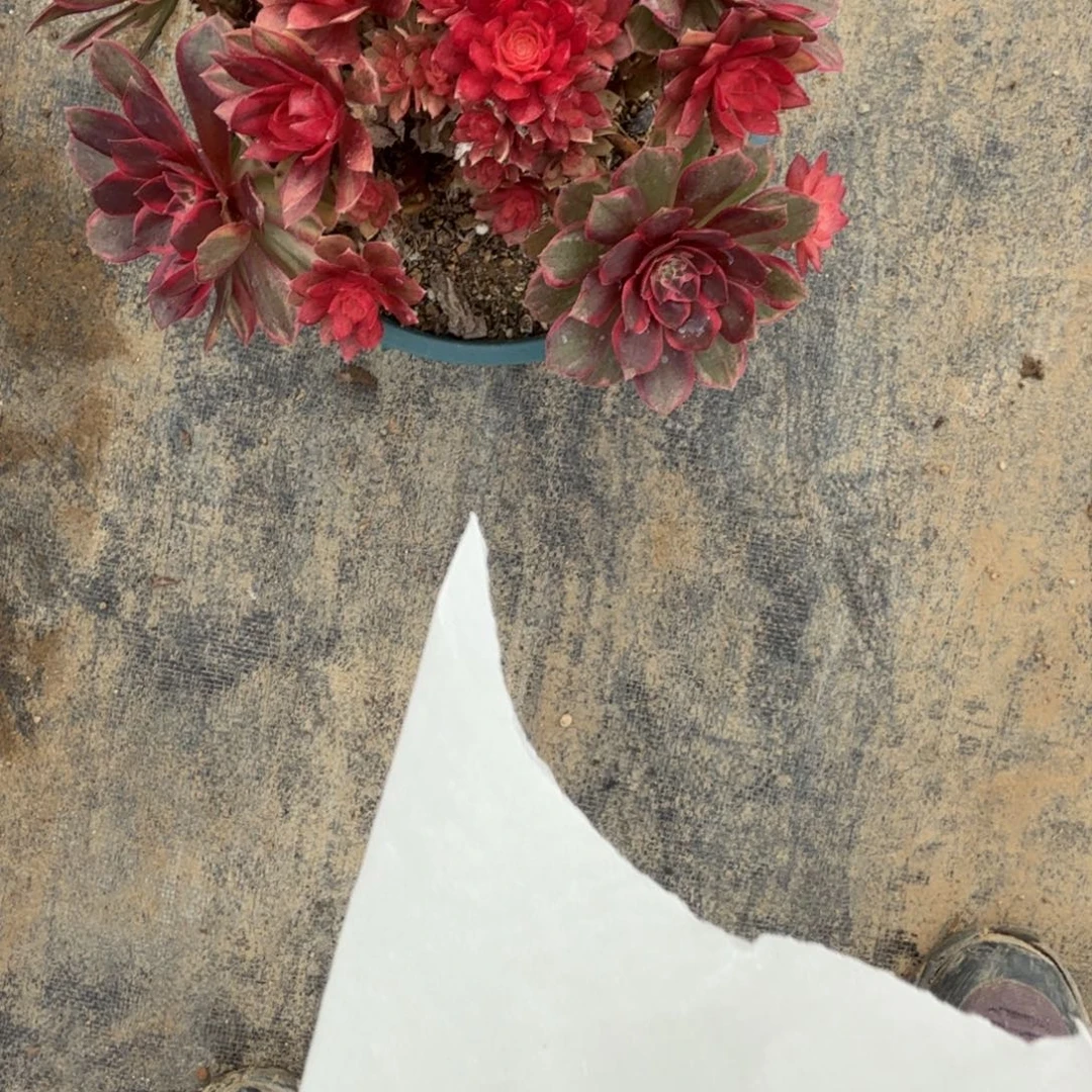 黑墨镜多肉植物老庄064