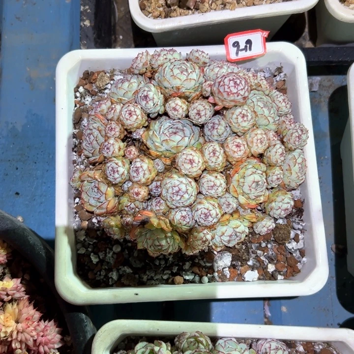 已*置精品多肉植物老桩