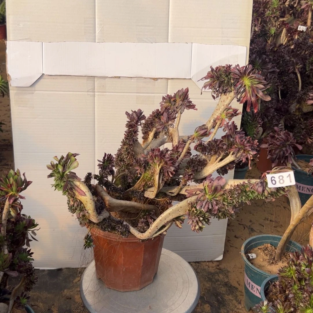 有伤黑缀681一颗啦